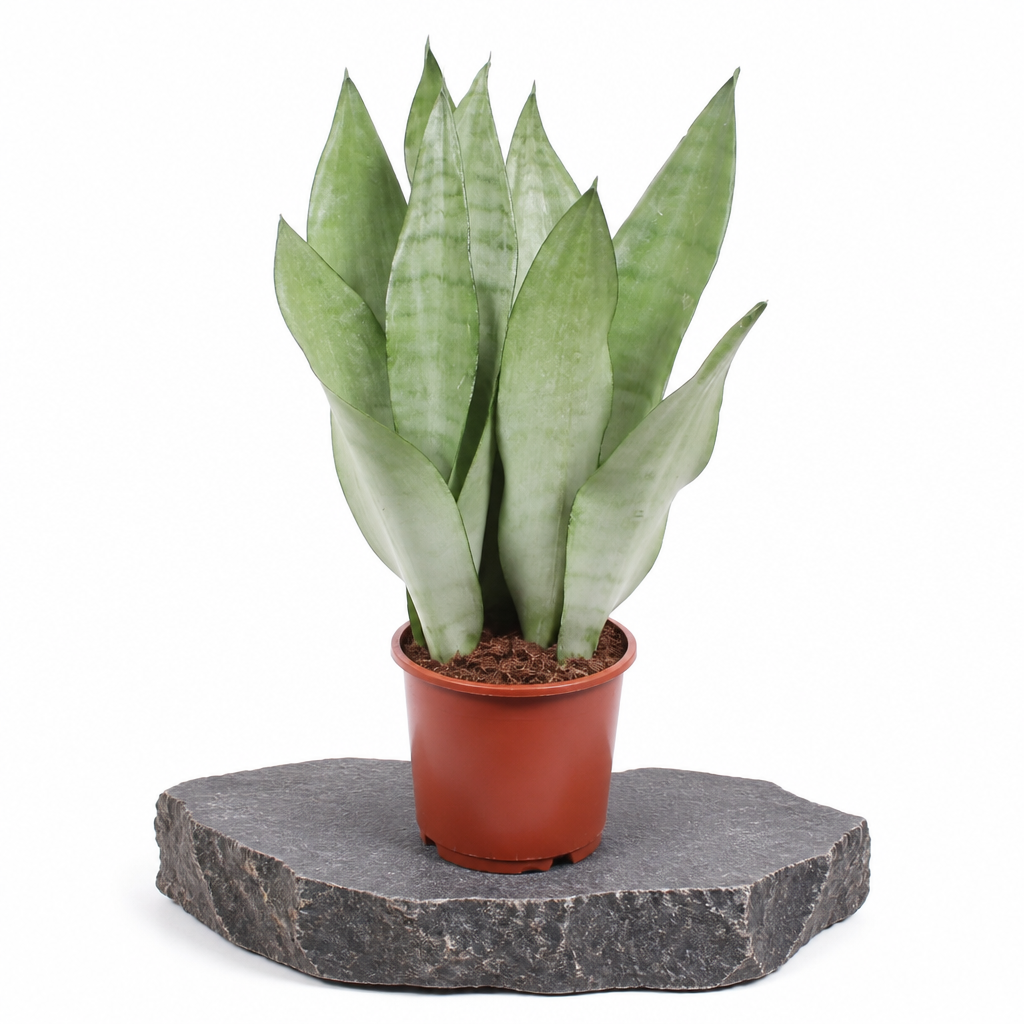 Sansevieria Moonshine · fotografía 6