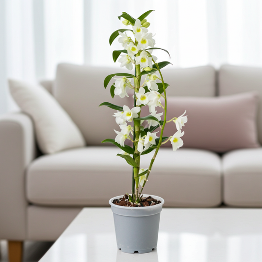 orquidea natural dendrobium