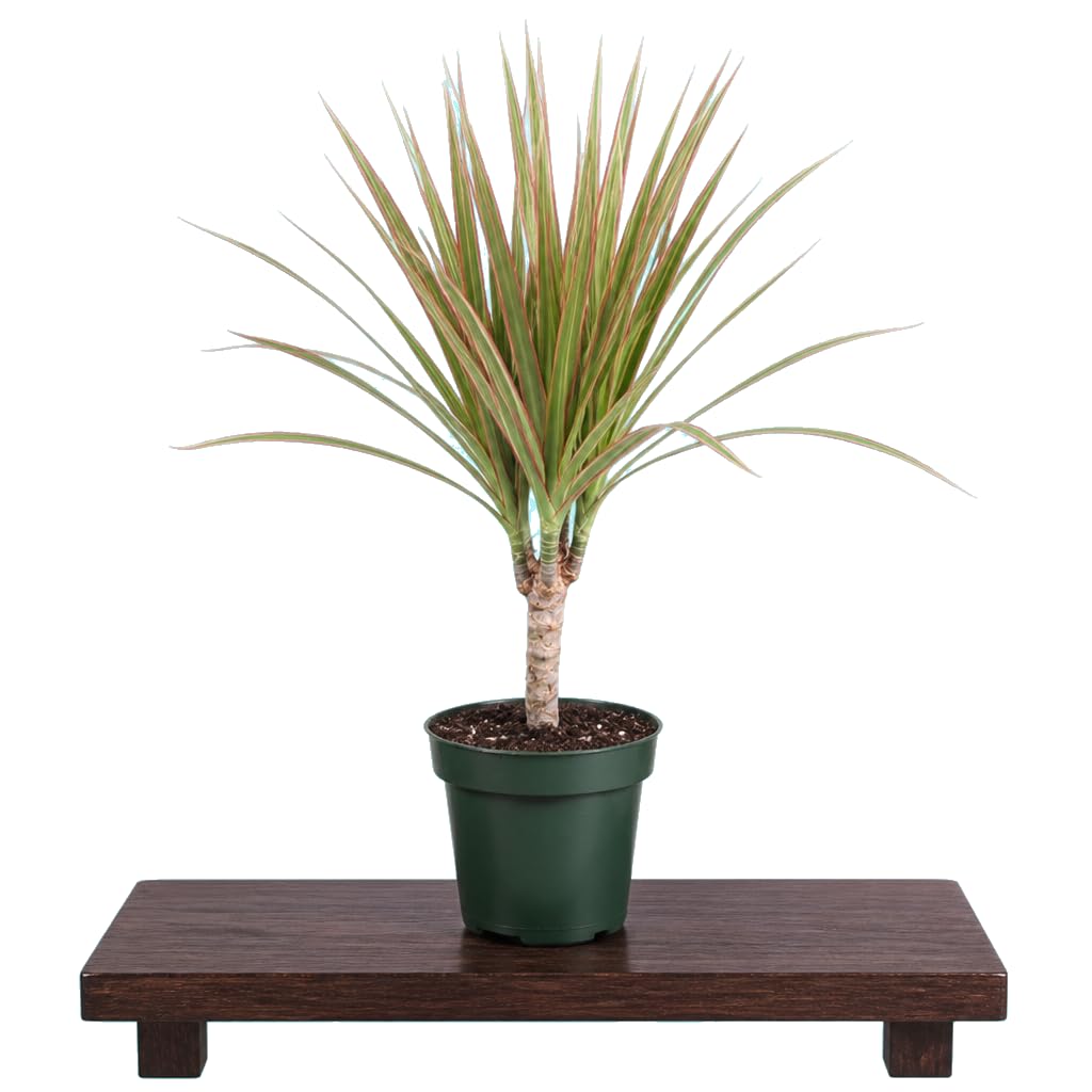 Dracaena Marginata Bicolor