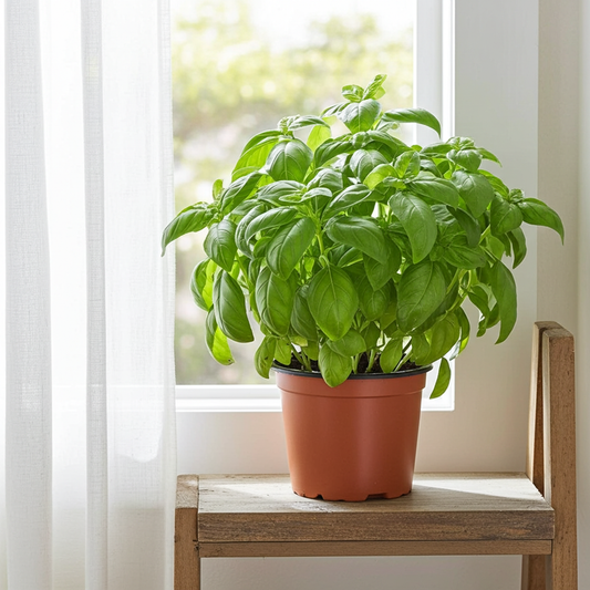 Albahaca Hoja Ancha