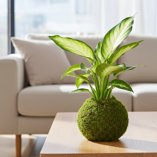 kokedama dieffenbachia