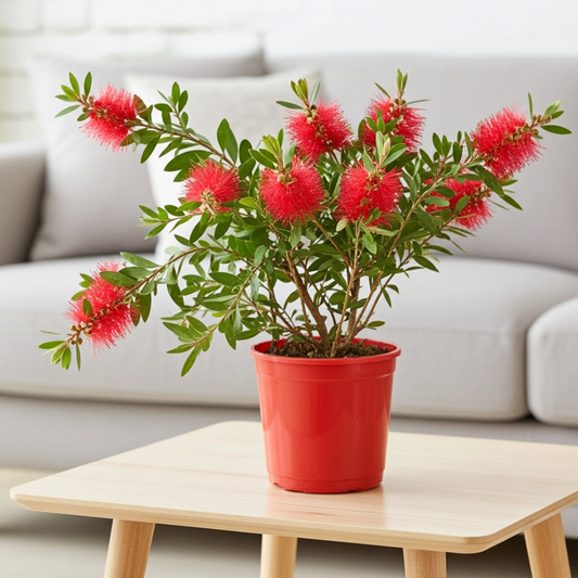 callistemon