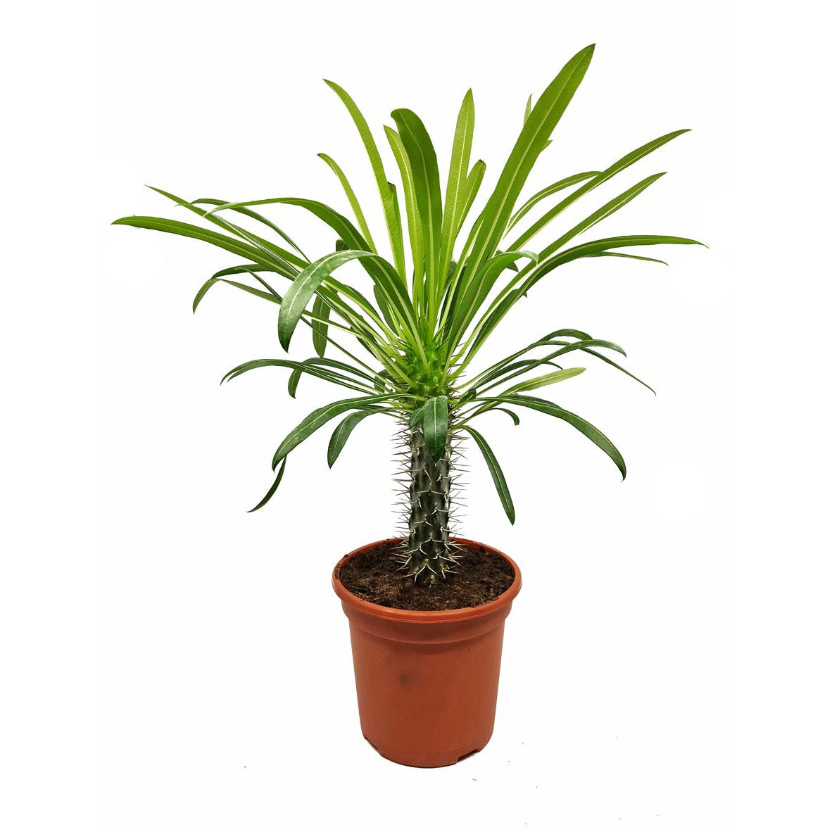 Pachypodium Lamerei