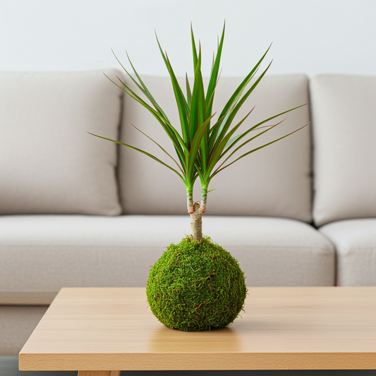 kokedama dracaena
