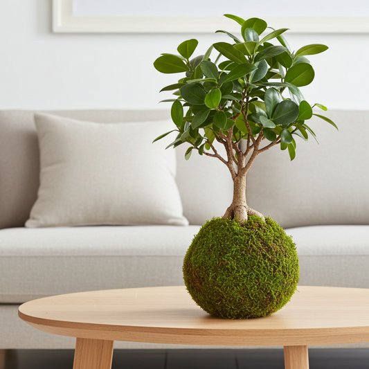 kokedama ficus ginseng