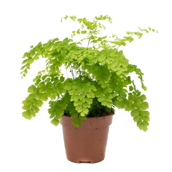 Helecho Delta Adiantum Raddianum Fragrans