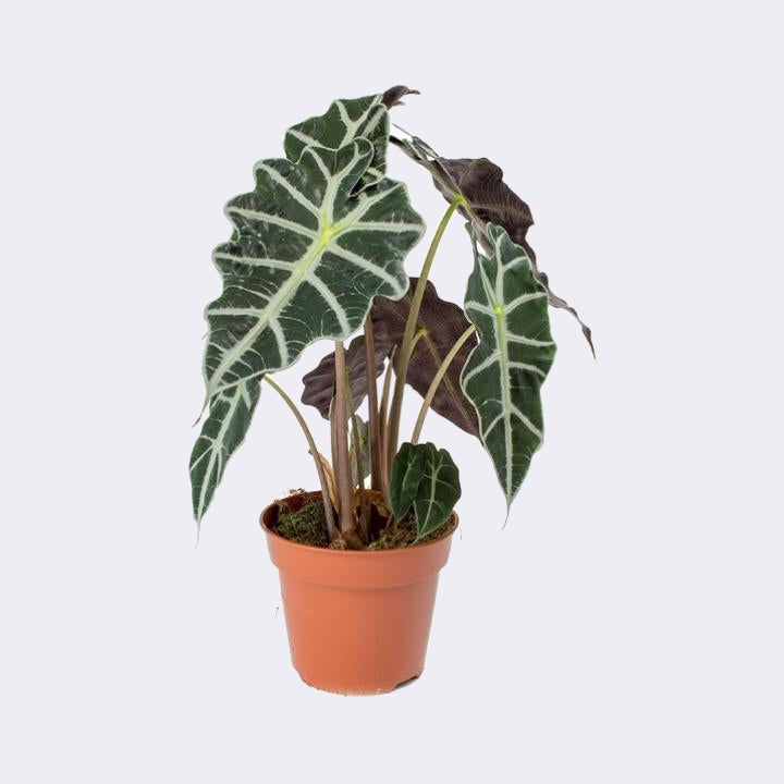 Alocasia Amazónica