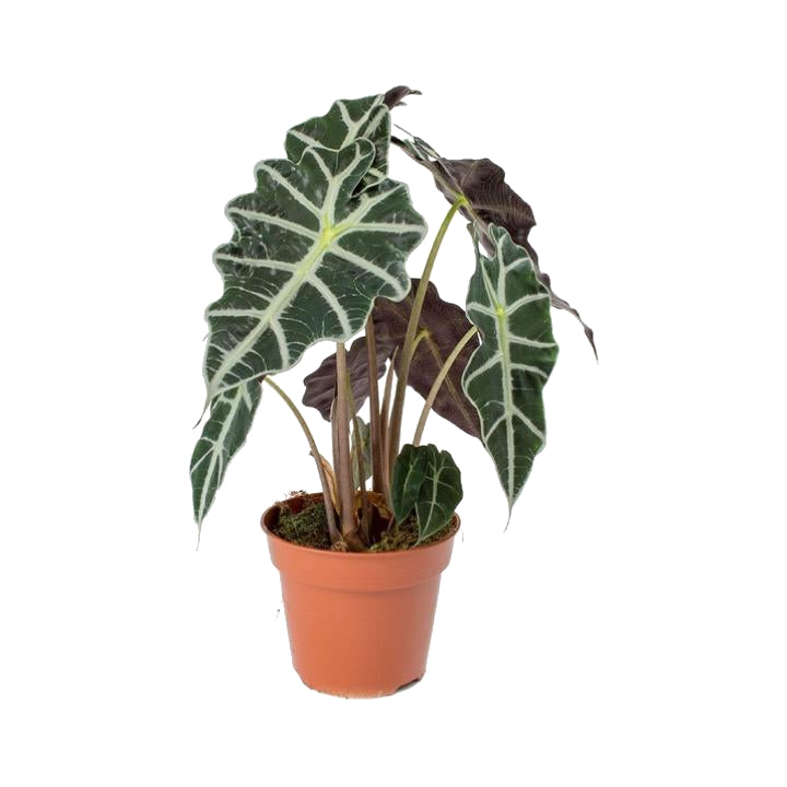 Alocasia Amazónica