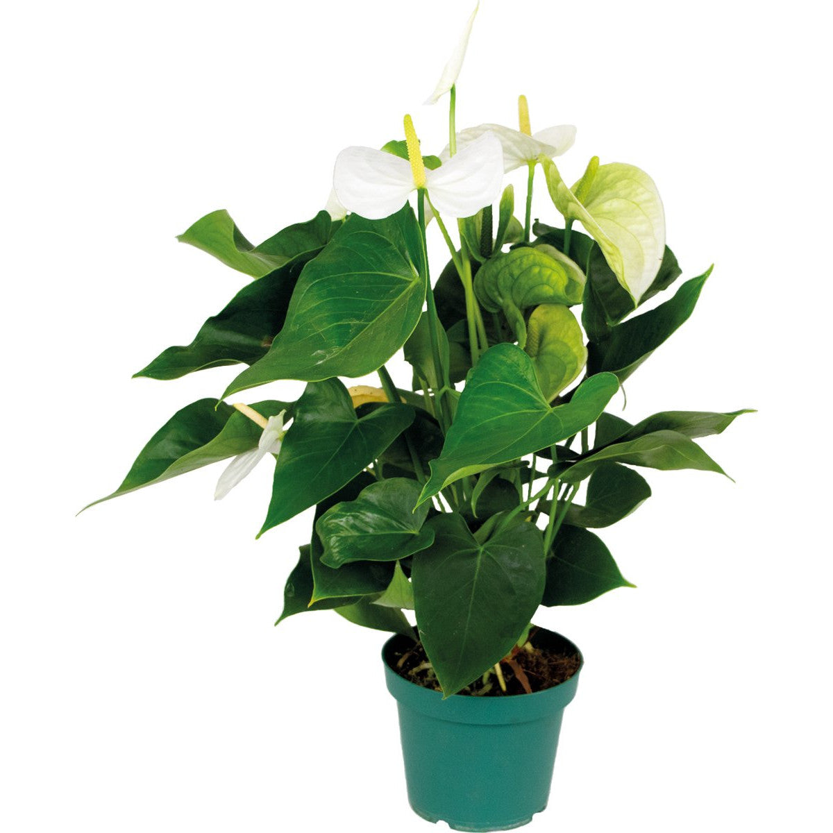 Anthurium Blanco