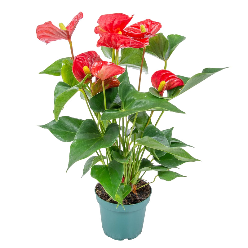 Anthurium Rojo