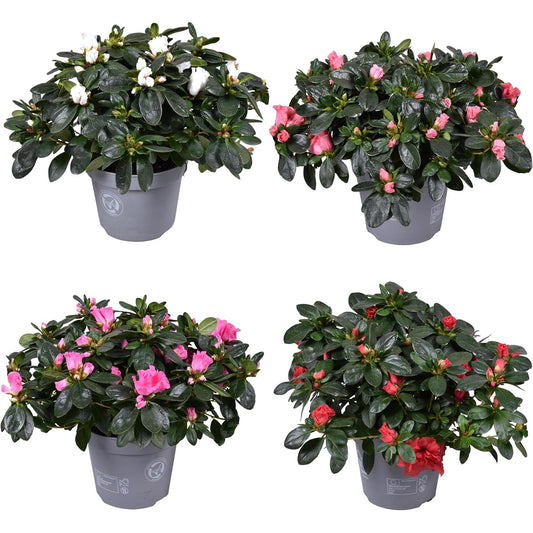 Azalea Mix Color - Pack de 4