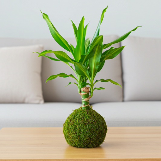 kokedama tronco brasil