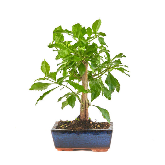 Bonsái Duranta Repens