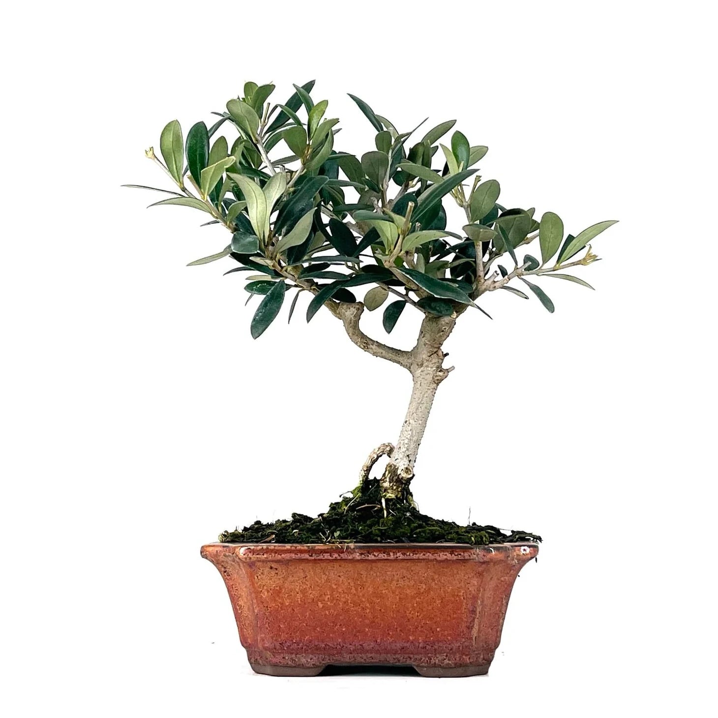 Bonsi Olivo | Olea Europaea | Bonsi Mediterrneo | DECOALIVE