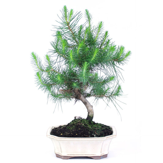 Bonsái Pinus Halepensis