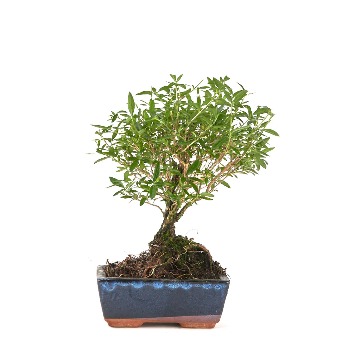 Bonsái Serissa Phoetida