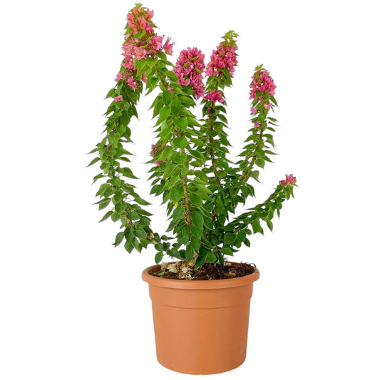 Bougainvillea Mini Thai