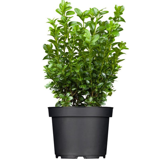 Buxus Sempervirens