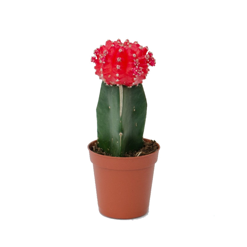 Cactus Injertado Gymnocalycium