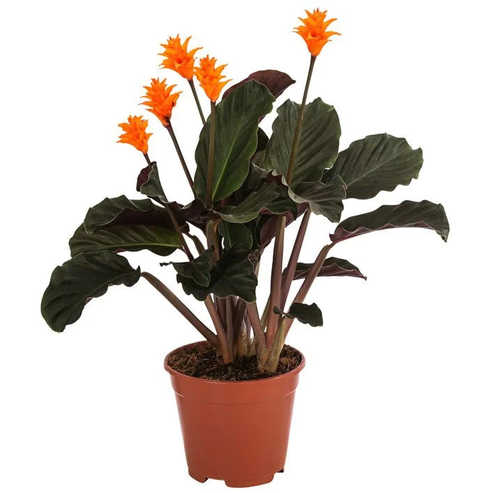 Calathea Crocata