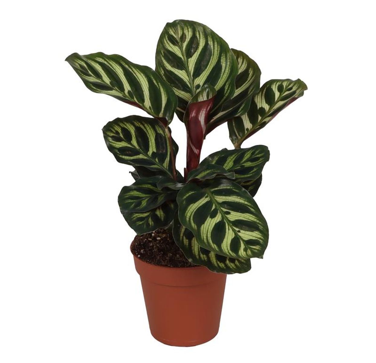 Calathea Makoyana