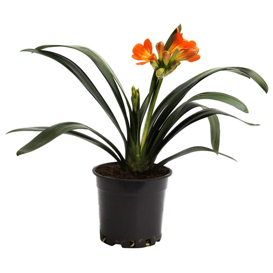 Clivia Miniata