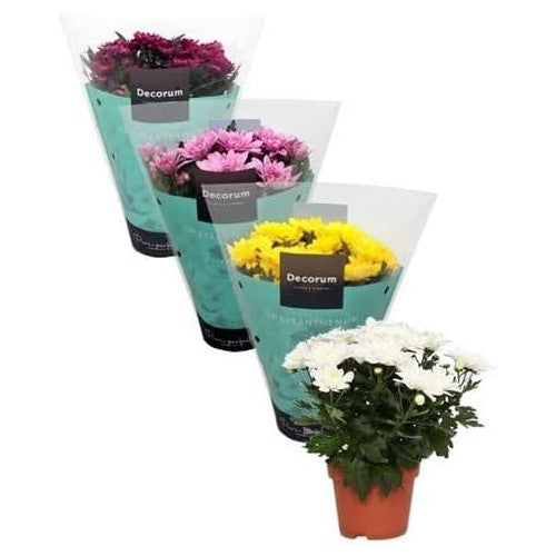 Crisantemo - Pack de 4 Mix Color