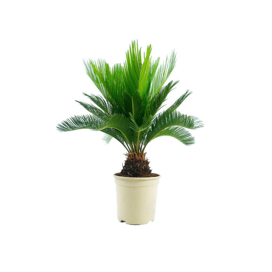Cycas Revoluta