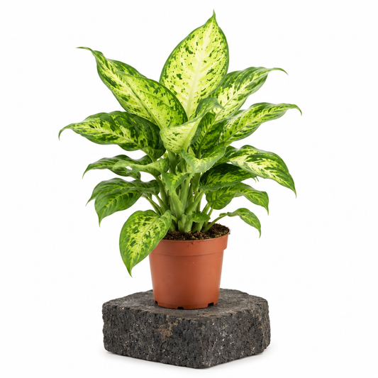Dieffenbachia Amy · Ø12 cm · Altura 45-50 cm
