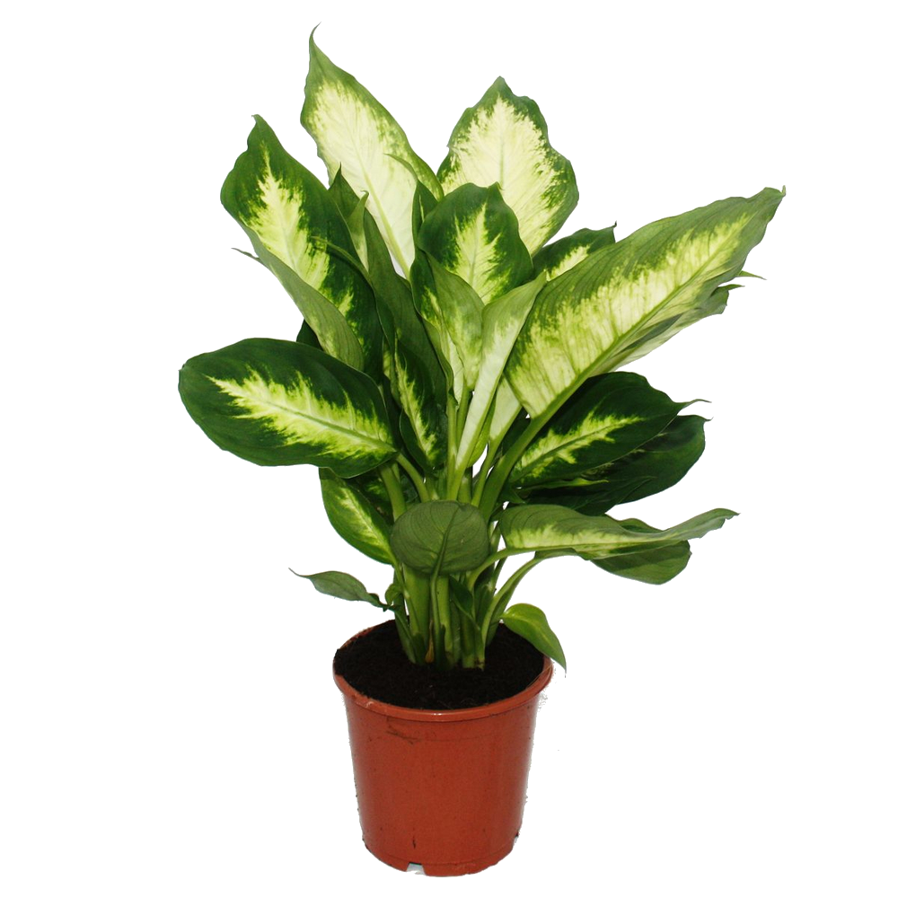 Dieffenbachia