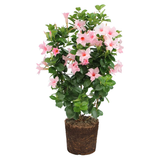 Dipladenia Rosa Mandevilla