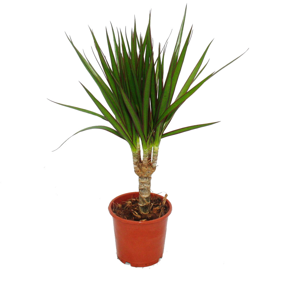 dracaena en español Dracaena Marginata | Drácena | Planta de Interior Estilizada