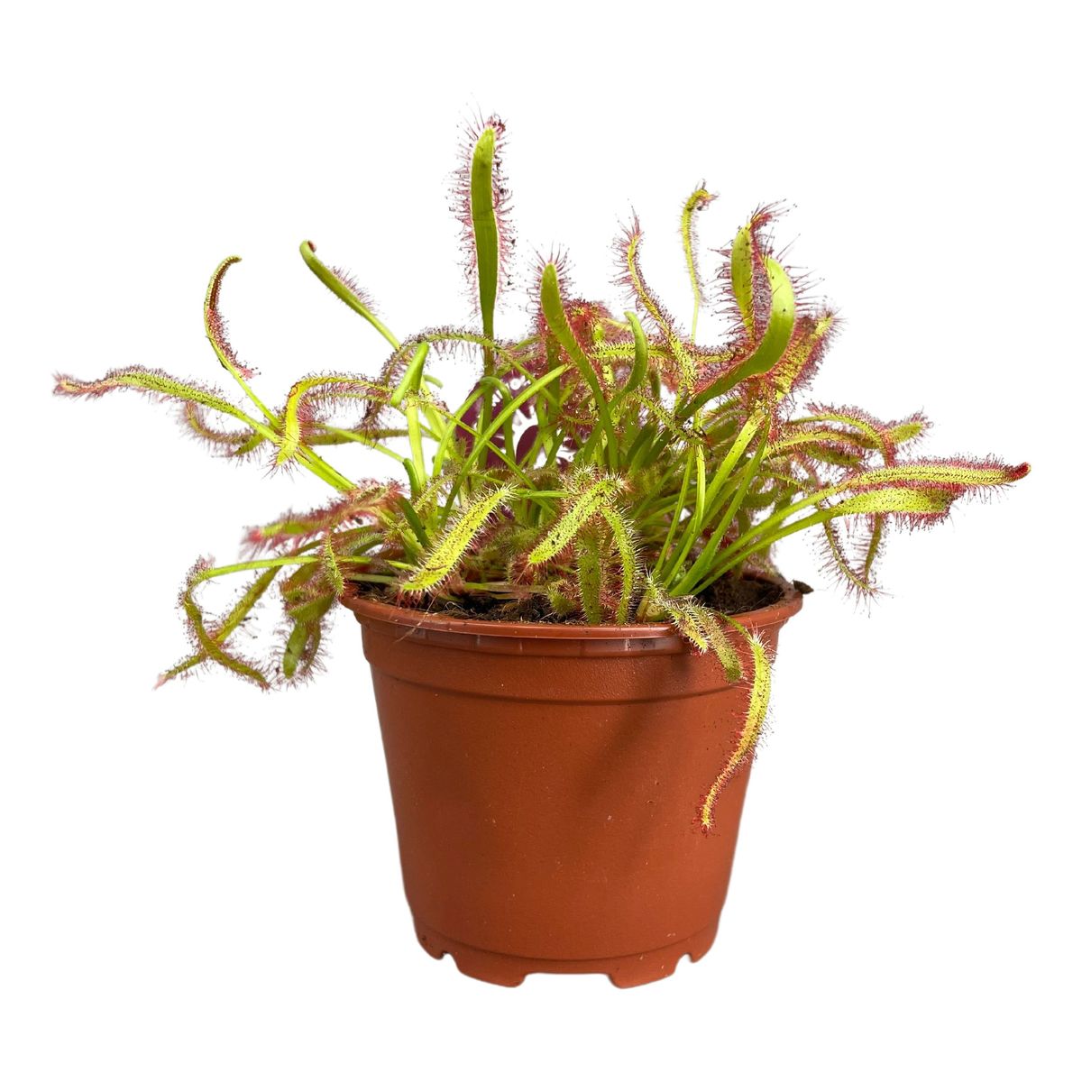 Drosera Capensis