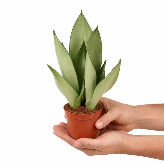 Sansevieria Moonshine · fotografía 2