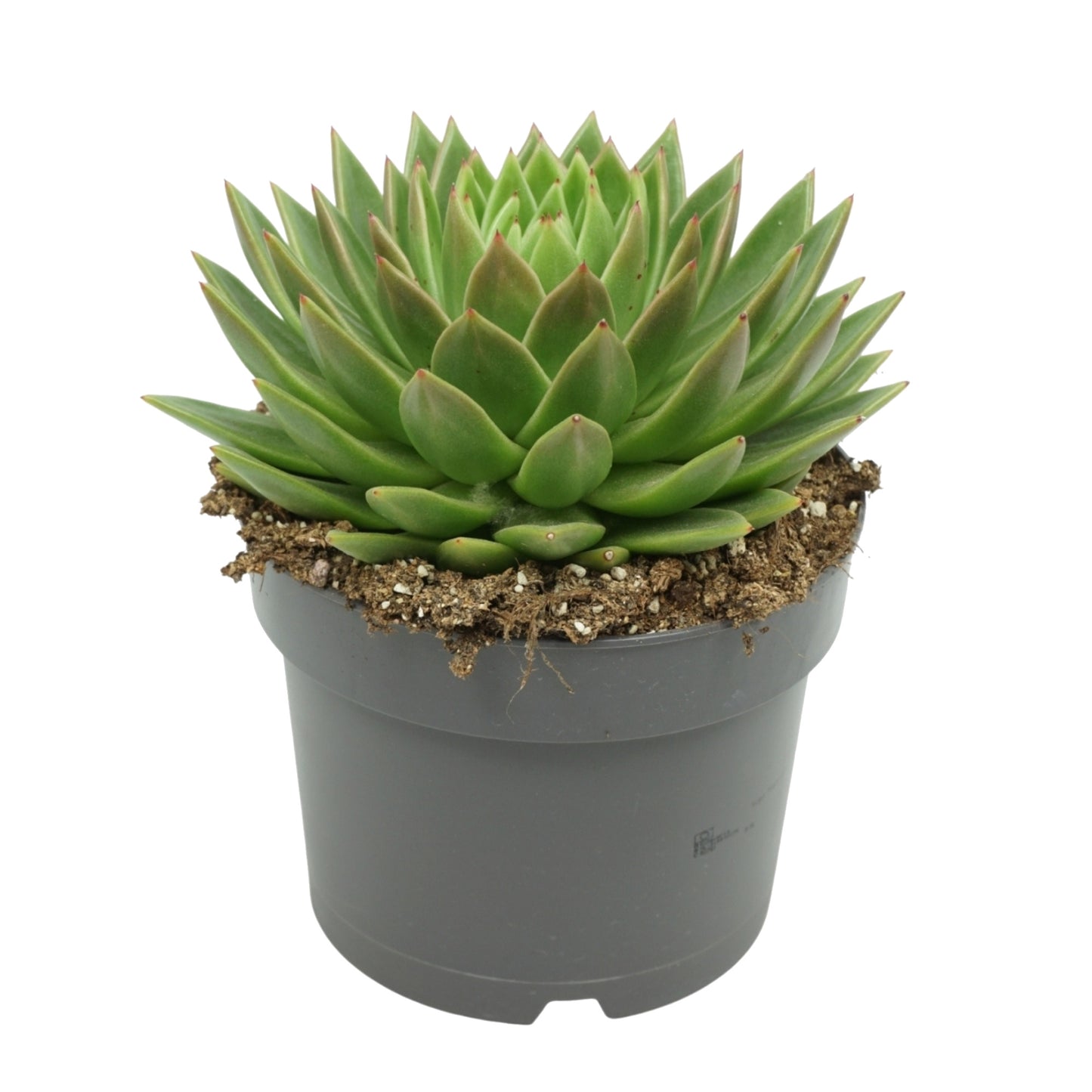 Echeveria Agavoides