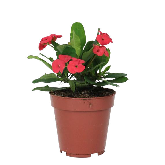 Cactus Euphorbia Milii Corona de Cristo Color Rojo