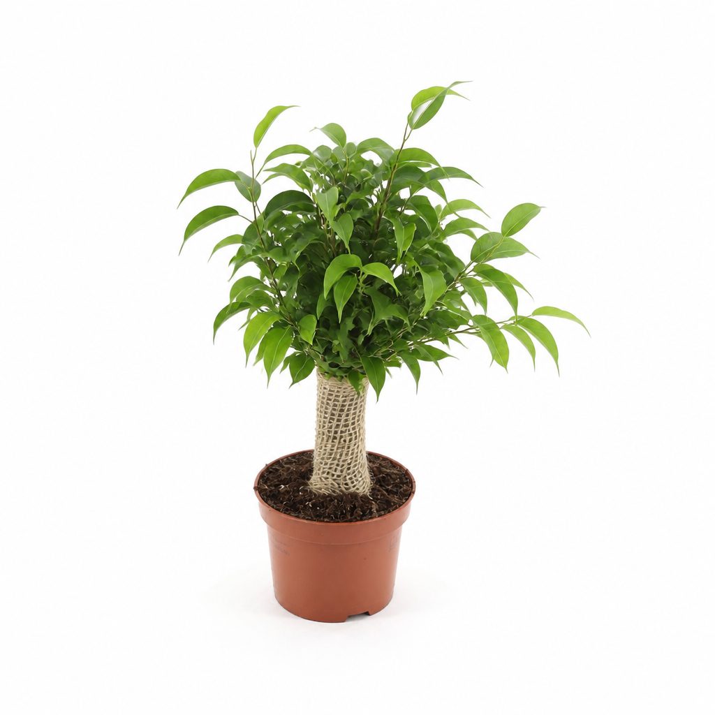 Ficus Benjamina Natasja Yute · Ø12 cm · Altura 35-40 cm