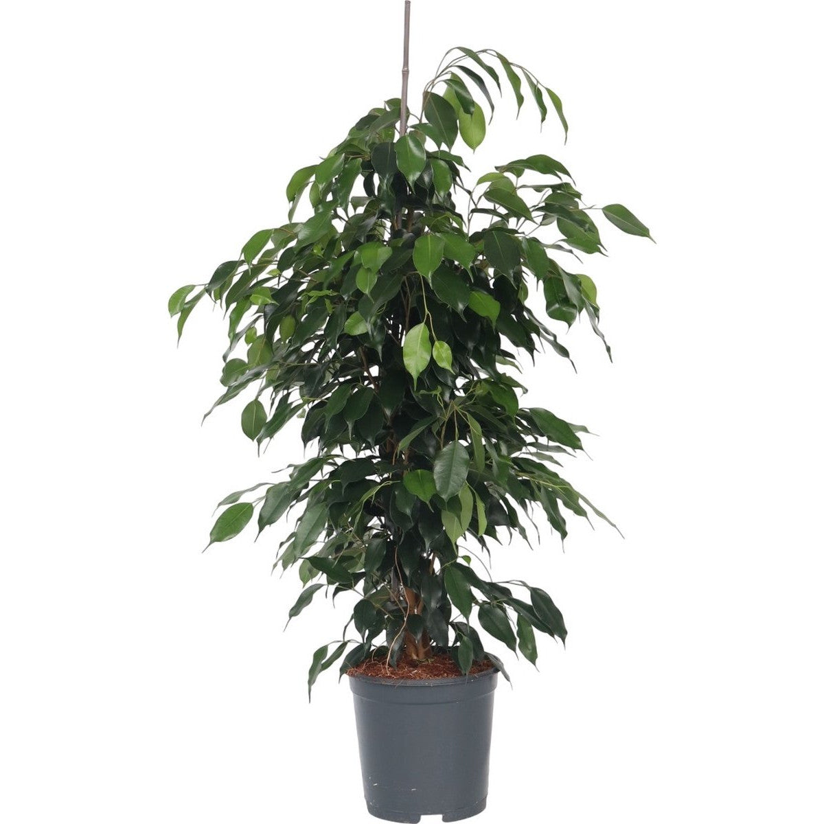 Ficus Benjamina