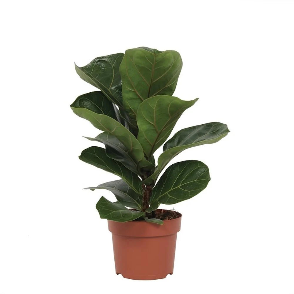 Ficus Lyrata Bambino