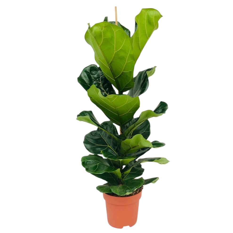 Ficus Lyrata Higuera Hoja Violín