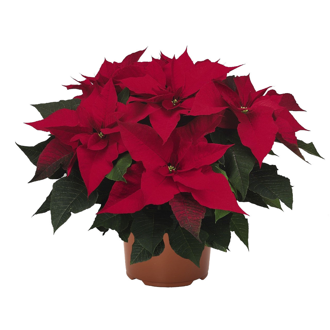 Flor de Pascua Poinsettia Planta de la Navidad