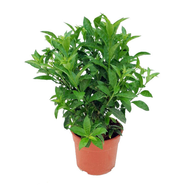 Dama De Noche () Dama De Noche