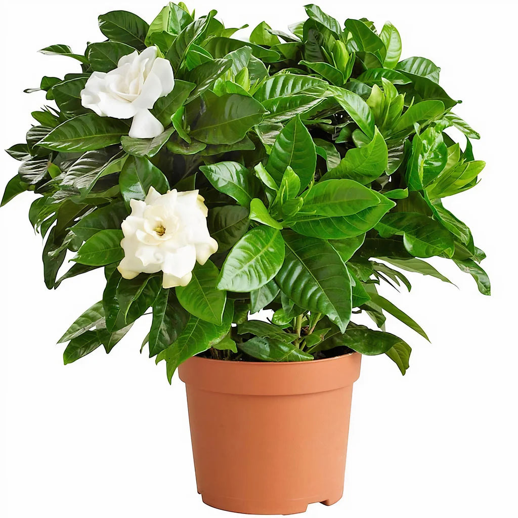 gardenia