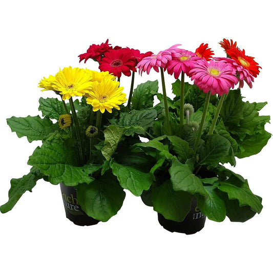 Gerbera - Pack de 4 Mix Color