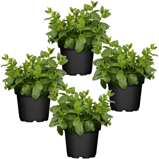 Hierbabuena - Pack de 4