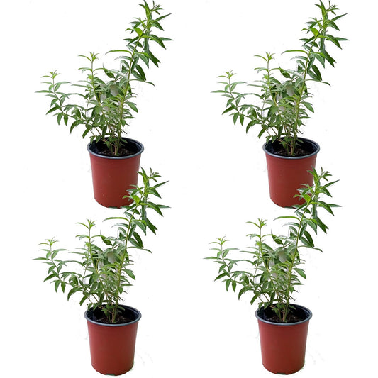 Hierbaluisa Cedrón - Pack 4