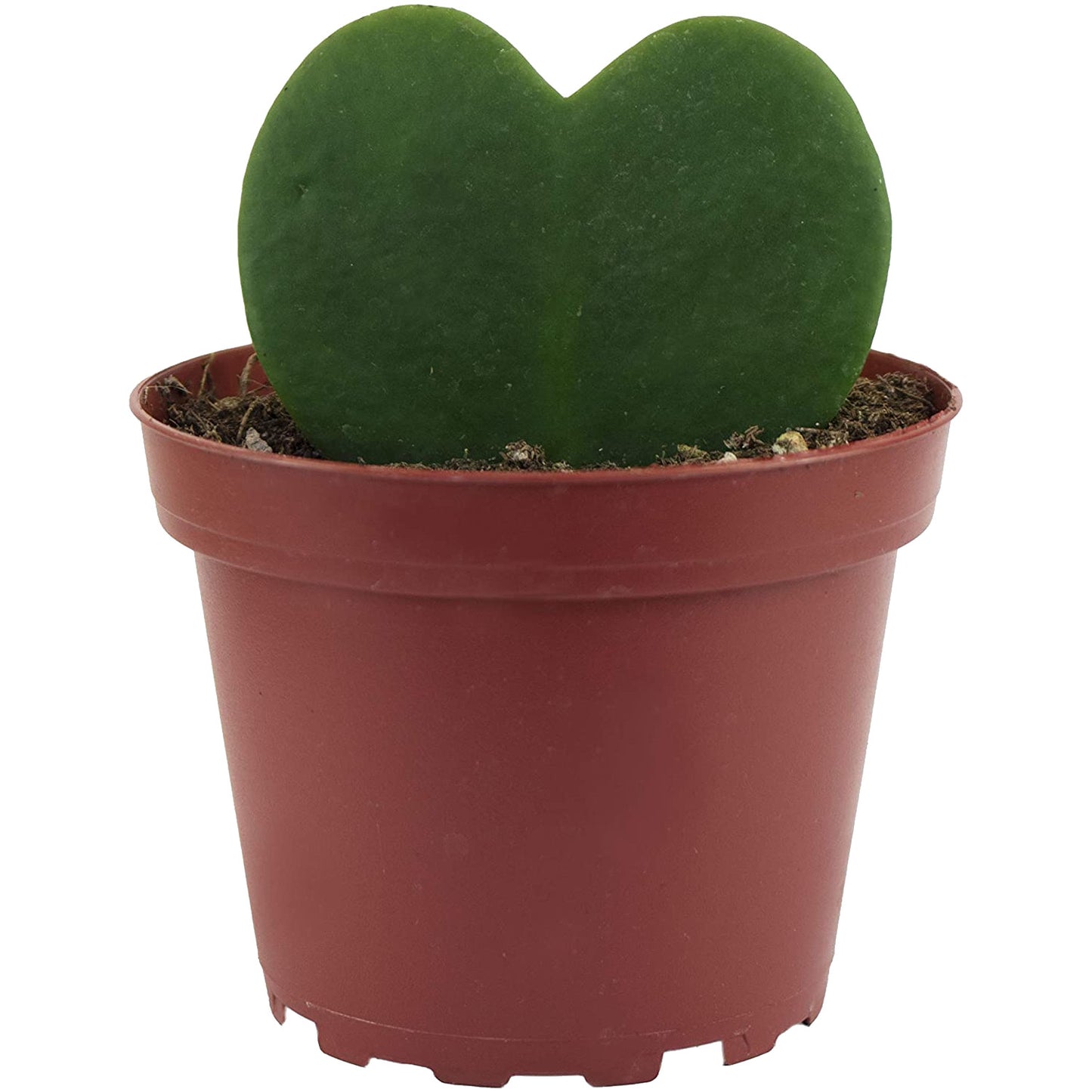 Hoya Kerrii Planta Corazón