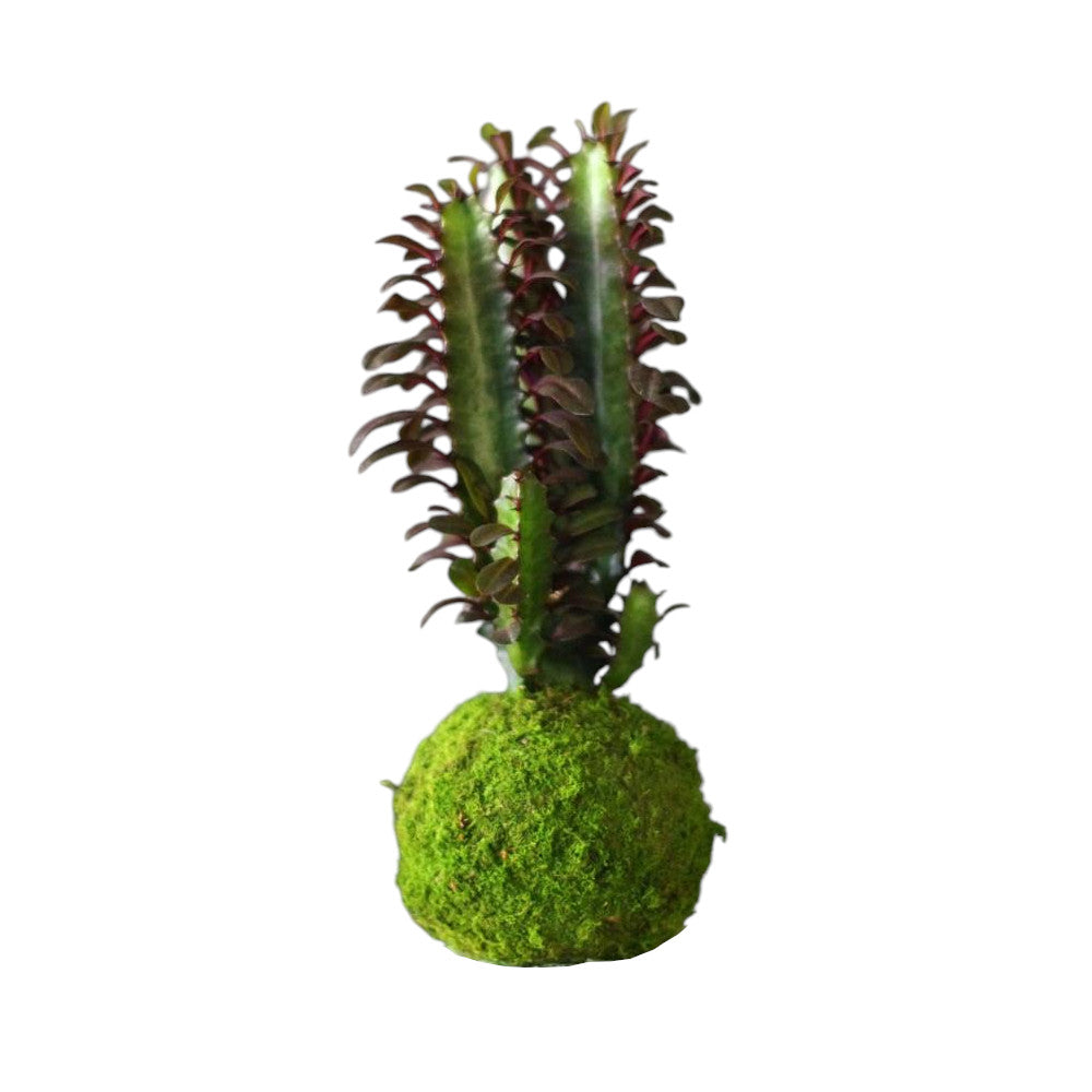 Kokedama Euphorbia Trigona Rubra