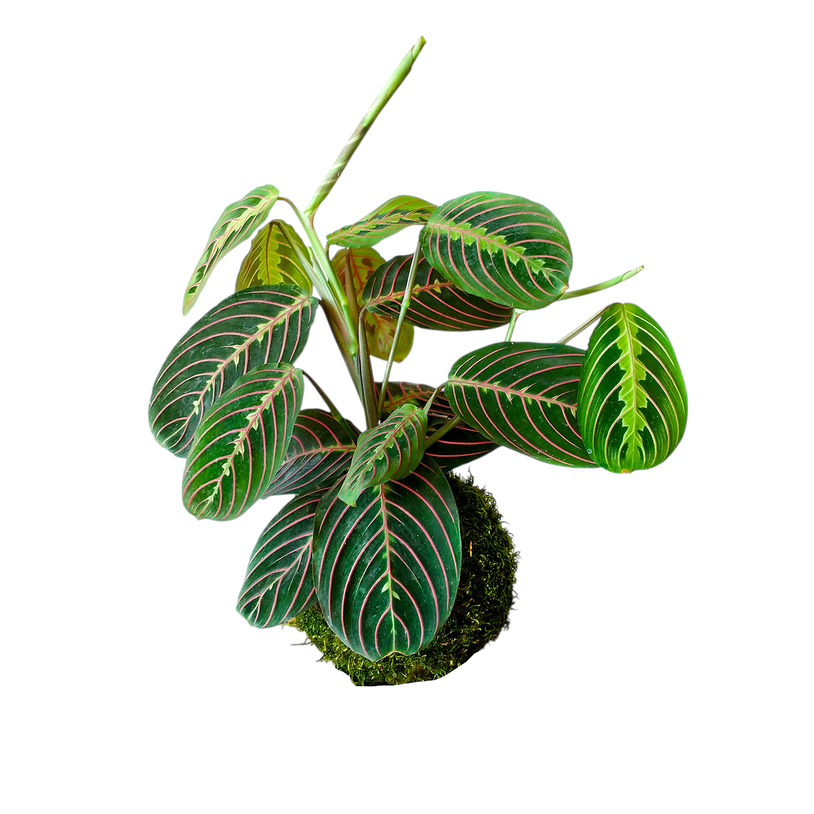 Kokedama Maranta Leuconeura