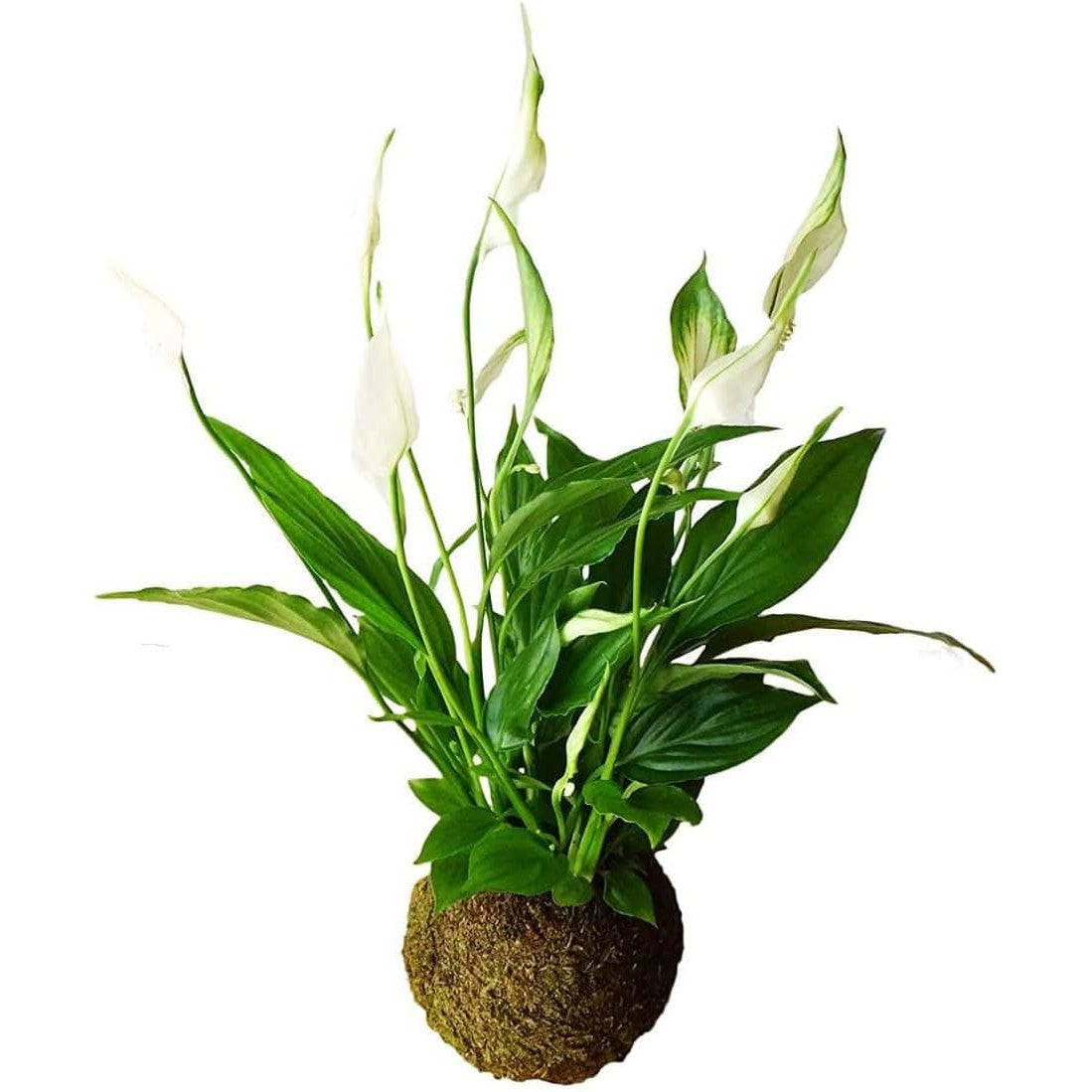 Kokedama Spathiphyllum